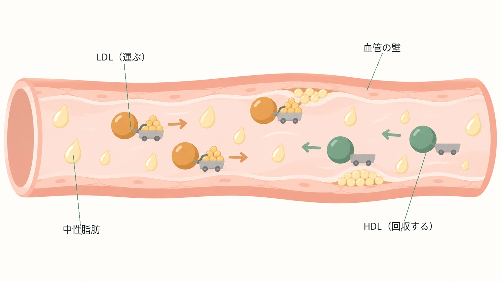 LDLがコレステロールを運び、HDLが回収し、中性脂肪が血液中を流れる様子を示した図