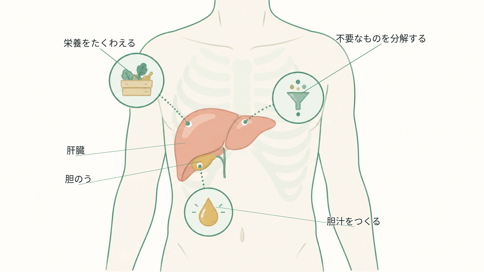 肝臓の位置と、栄養の貯蔵・解毒・胆汁をつくる働きを示した図